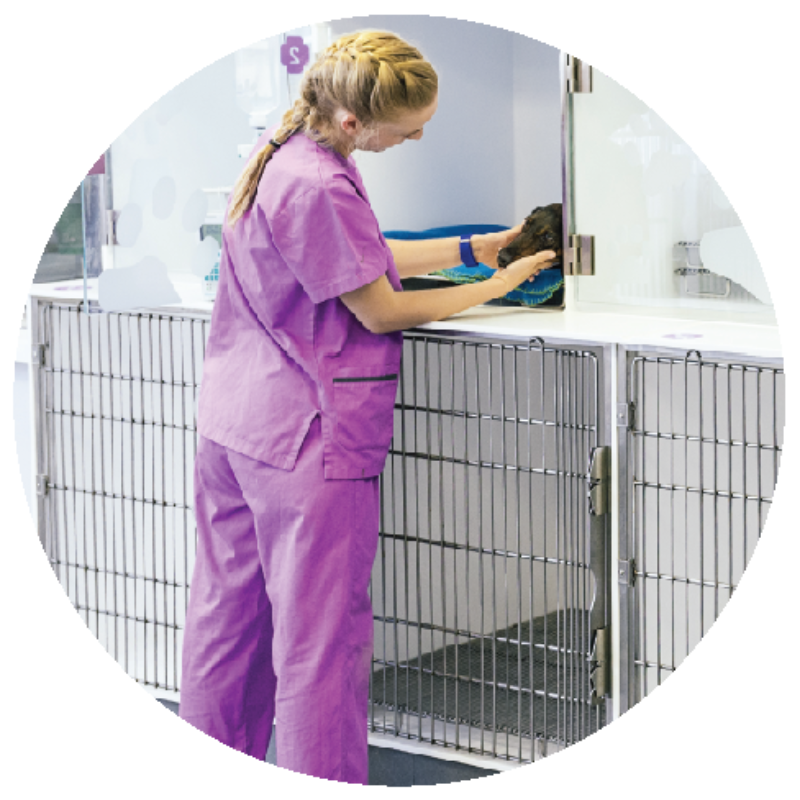 A veterinary nurse petting an animal in a veterinary practice that has cages